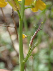 Coincya monensis cheiranthos