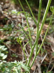 Coincya monensis cheiranthos