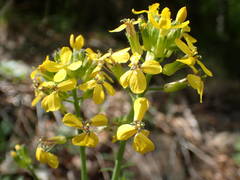 Coincya monensis cheiranthos