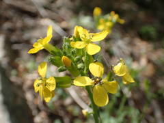 Coincya monensis cheiranthos