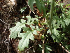 Coincya monensis cheiranthos