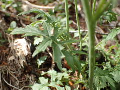 Coincya monensis cheiranthos