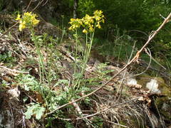 Coincya monensis cheiranthos