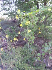 Coincya monensis cheiranthos