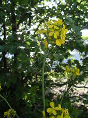 Coincya monensis cheiranthos