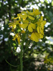 Coincya monensis cheiranthos