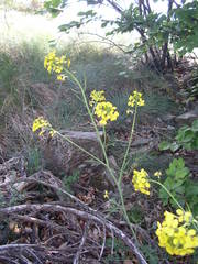 Coincya monensis cheiranthos