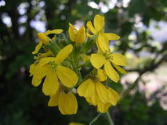 Coincya monensis cheiranthos