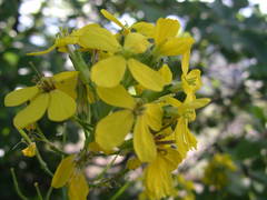 Coincya monensis cheiranthos