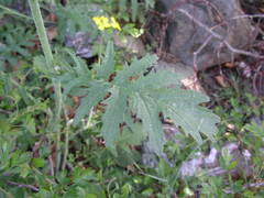 Coincya monensis cheiranthos