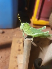 Ecphantus quadrilobus