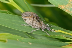 Leptopius duponti