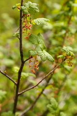 Ribes acerifolium