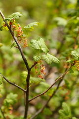 Ribes acerifolium
