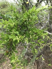 Metastelma californicum