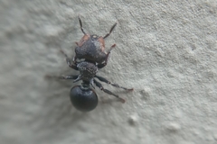 Cephalotes pusillus