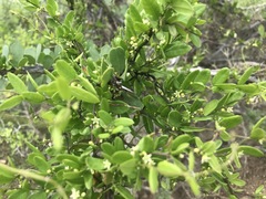 Metastelma californicum