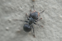 Cephalotes pusillus