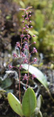 Stelis antennata