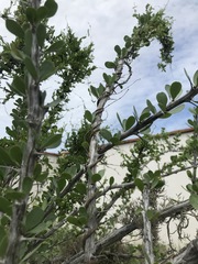Metastelma californicum