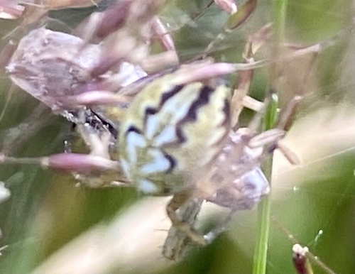 Bordered Orbweaver, Kampina, Boxtel, North Brabant, NL, photo 10 of 10