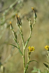 Tragopogon podolicus
