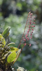 Stelis antennata