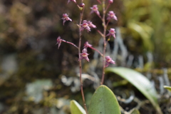 Stelis antennata