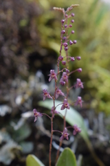 Stelis antennata