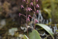 Stelis antennata