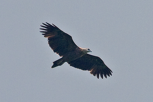 Sanford's Sea-Eagle (Icthyophaga sanfordi) · iNaturalist Canada