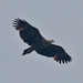 Sanford's Sea-Eagle - Photo (c) Tony Morris, some rights reserved (CC BY-NC)