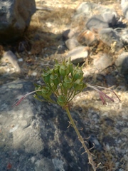 Alstroemeria pulchra