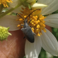 Tomentgaurotes batesi