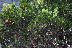 Arbutus unedo