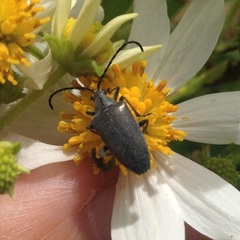 Tomentgaurotes batesi