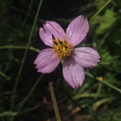 Cosmos crithmifolius