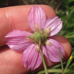 Cosmos crithmifolius