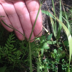 Cosmos crithmifolius