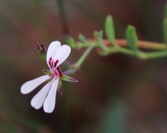 Pelargonium patulum