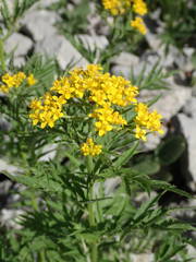 Descurainia tanacetifolia