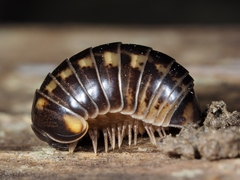 Glomeris distichella