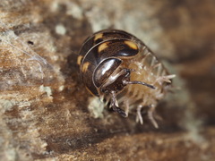 Glomeris distichella