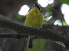 Todirostrum chrysocrotaphum