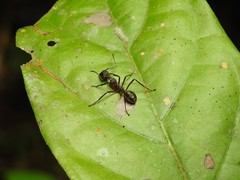 Dolichoderus attelaboides