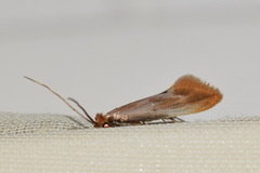 Tinea semifulvella