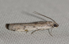 Phycitodes albatella