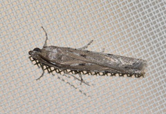 Phycitodes albatella