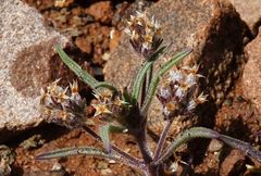 Plantago afra