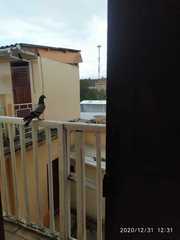 Columba livia domestica